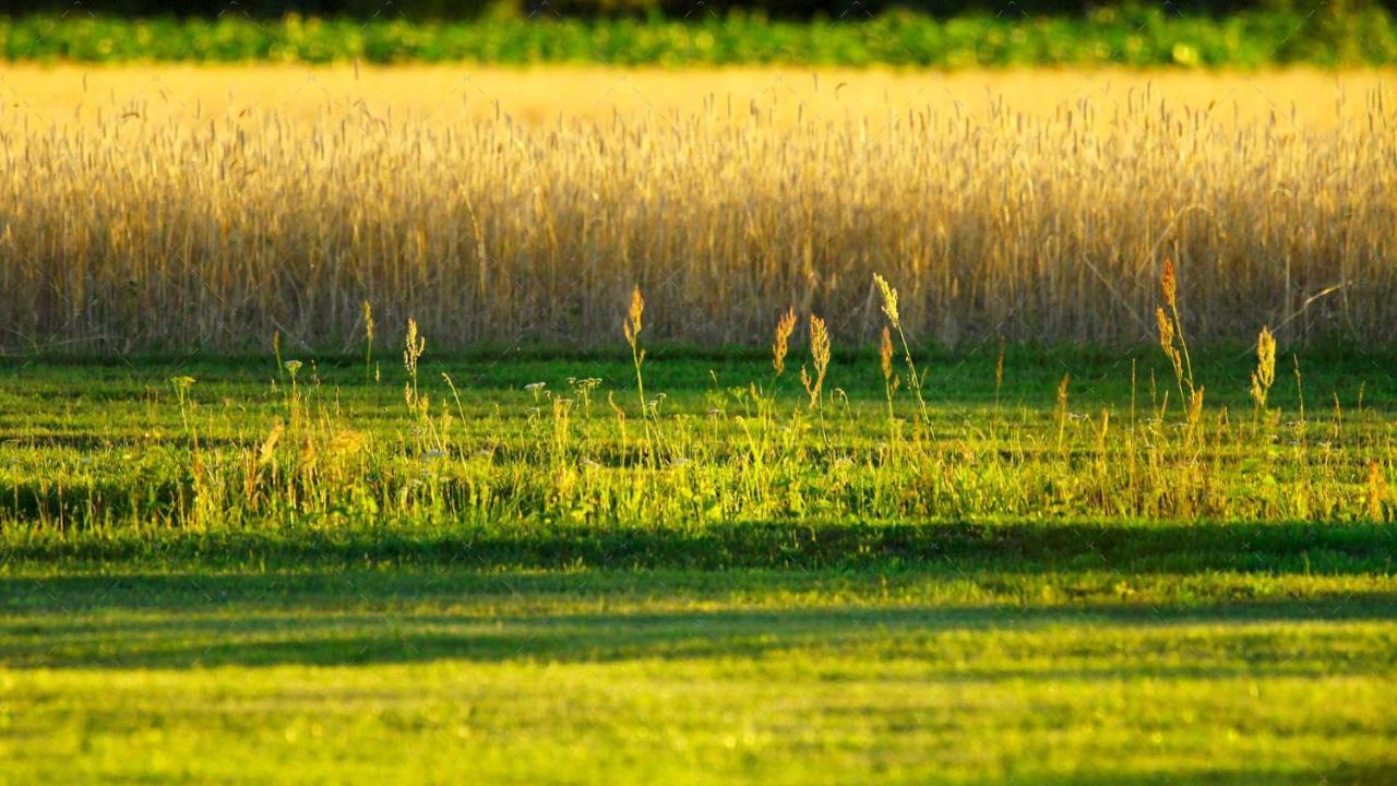 Janischs Fewo Im Spreewald, Terrasse, Grosser Garten Und Blick Inklusive Unterspreewald Bagian luar foto